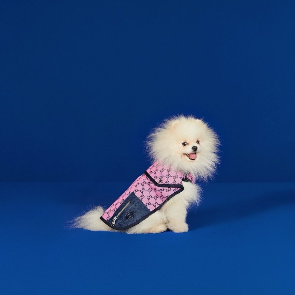 Dog Gucci  GG coatStylish Pink new with box